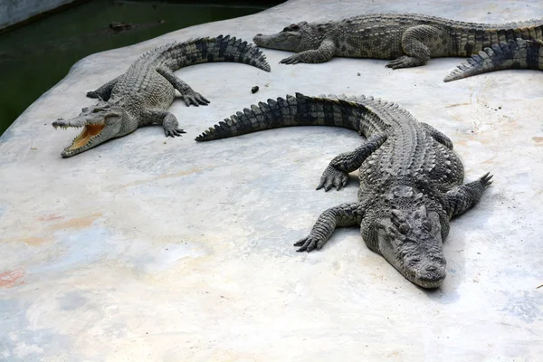 Crocodilo na fazenda — Fotografia de Stock