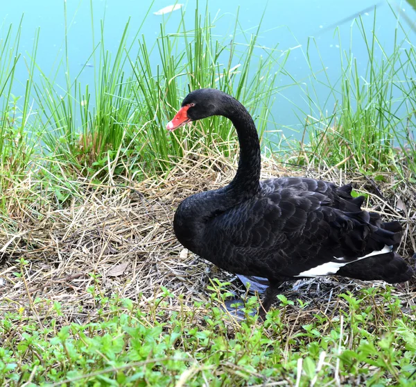 Zwarte zwaan naast de rivier — Stockfoto