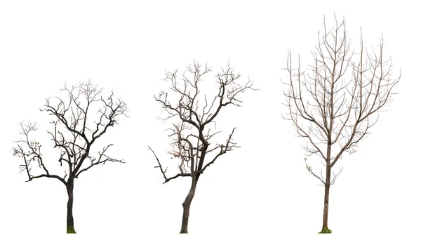 Set of trees without leaves isolated on white background — Stock Photo, Image