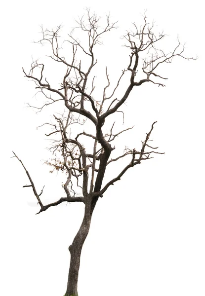 ölü ağaç üzerinde beyaz izole