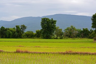 pirinç Teras ve bir ufukta dağlar