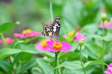 Çiçekteki kelebek.