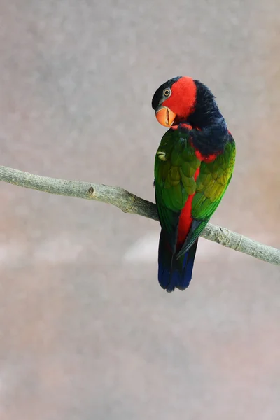 Papagaio colorido em um ramo — Fotografia de Stock