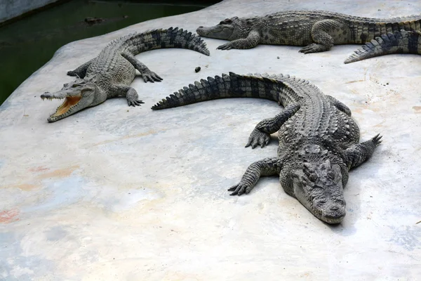 Krokodil auf Bauernhof — Stockfoto