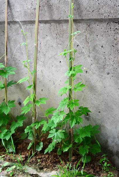 植物には壁に発生します — ストック写真