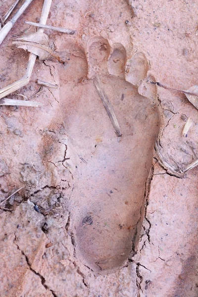 Spoor de l'agriculteur après l'arrivée à la ferme — Photo