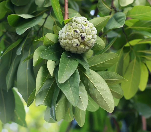 Vaniljsås äpple i vaniljsås äpple träd — Stockfoto