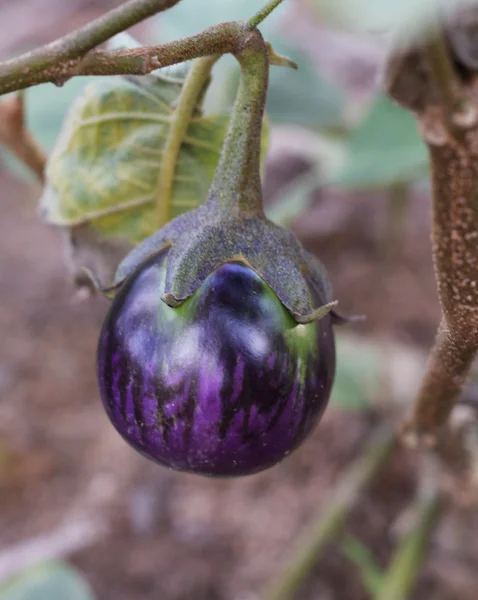 Eggplant in farmland — Stock Photo, Image