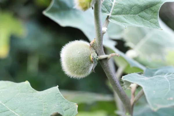 在农田的茄子 — 图库照片