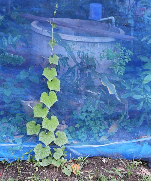 Germoglio verde che cresce dal seme — Foto Stock