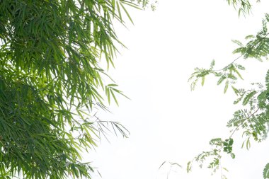 arka plan ile yeşil yaprak