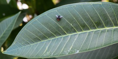 Doğada yaprak yeşil sinek