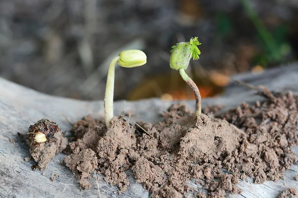 土壤上的小植物 — 图库照片