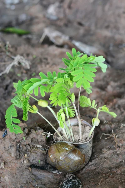 Brote verde que crece de semillas —  Fotos de Stock