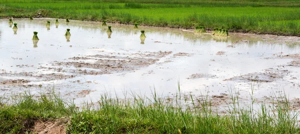 Thai farmer planting on the paddy rice farmland — Stock Photo, Image