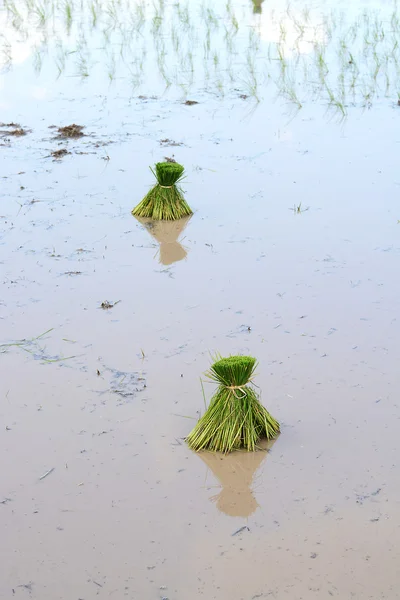 Thai farmer planting on the paddy rice farmland — Stock Photo, Image