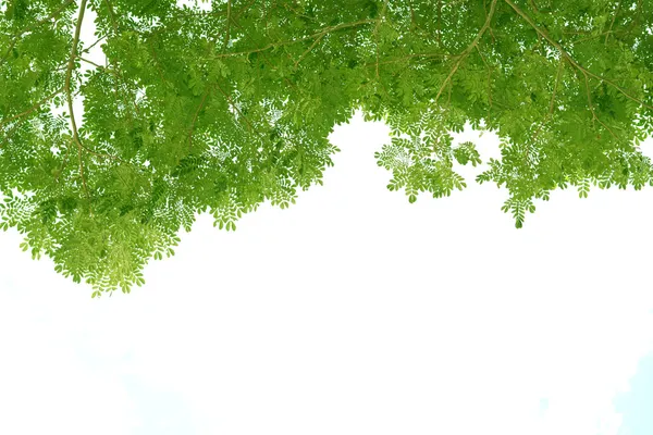 Abstrakter Hintergrund mit grünem Blatt — Stockfoto