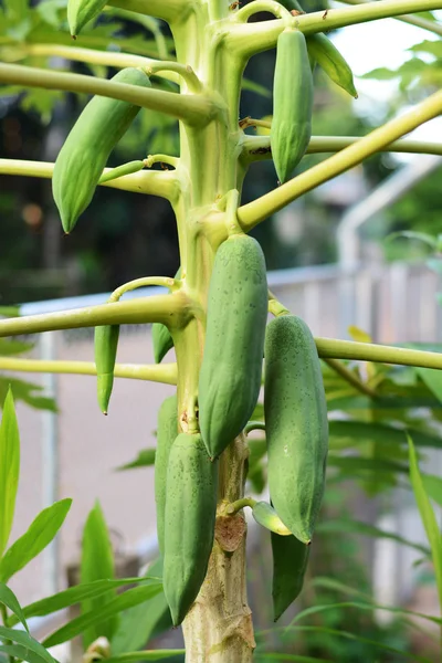 青木瓜生长在一棵树上 — 图库照片