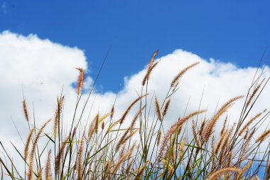 çimen çiçekler mavi bulutlu gökyüzü altında