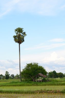 farm küçük bir kulübede