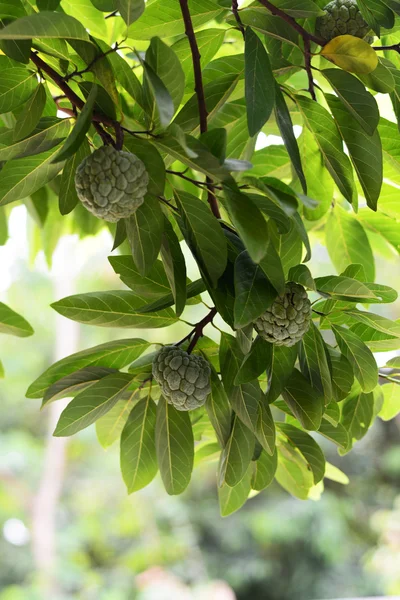 Vaniljsås äpple i vaniljsås äpple träd — Stockfoto