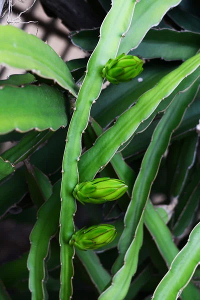 火龙果芽一棵树上 — 图库照片