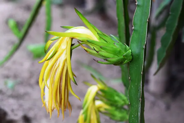 Dragon fruit bud op een boom — Stockfoto