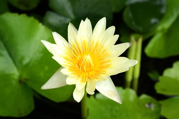 Sarı lotus çiçek ve yaprak — Stok fotoğraf