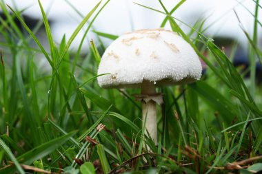 Mushroom in grass