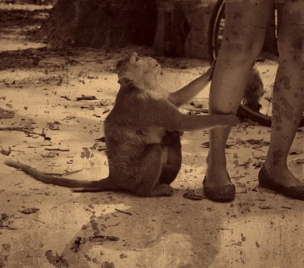 Vintage photo nourrir un singe — Photo
