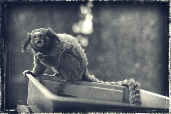 Oude foto pygmy Hapalomys, de kleinste aap in de wereld — Stockfoto