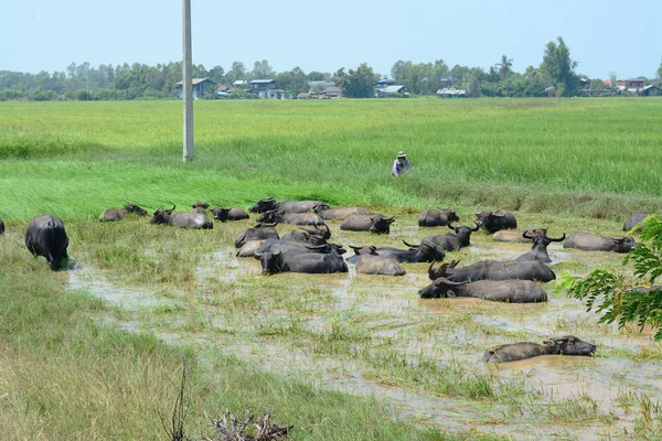 Leven van buffalo. — Zdjęcie stockowe