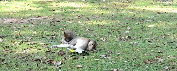 Fütterung eines Affen — Stockfoto