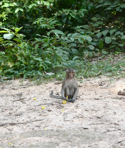 Alimentar um macaco — Fotografia de Stock