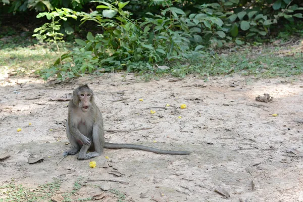 Memberi makan monyet — Stok Foto