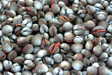 taze istiridye arka planı