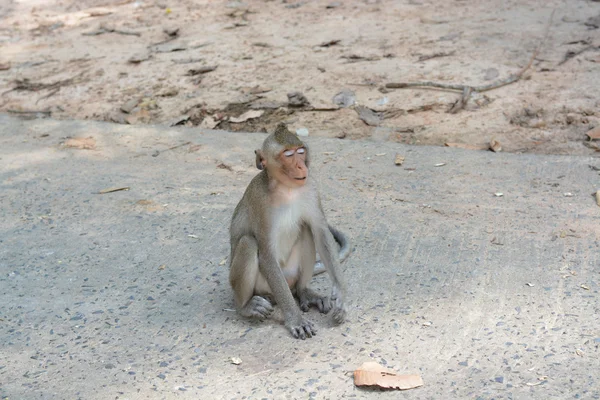 Memberi makan monyet — Stok Foto