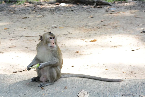 Alimentar um macaco — Fotografia de Stock