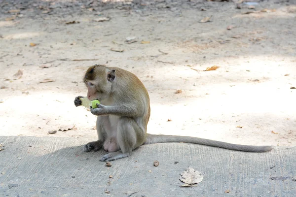 Voeding een apen — Stockfoto