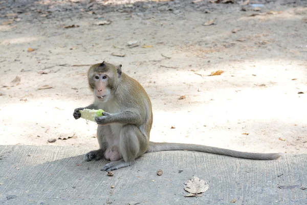 Feeding a monkeys — Stock Photo, Image
