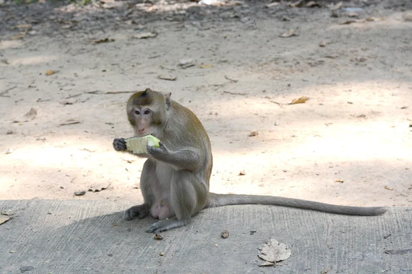 Memberi makan monyet — Stok Foto