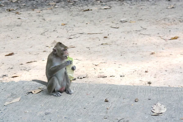 Alimentar a un mono —  Fotos de Stock