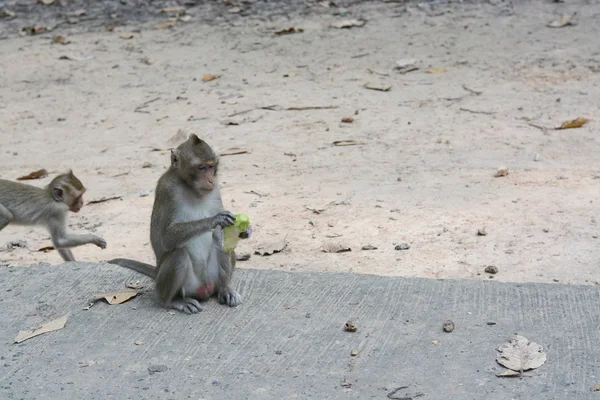 Alimentar um macaco — Fotografia de Stock