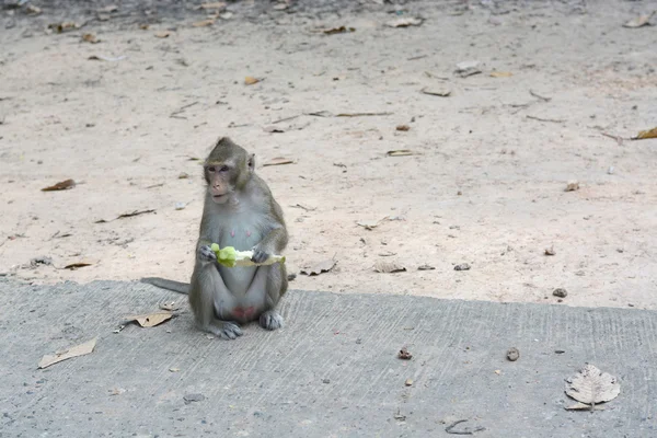Memberi makan monyet — Stok Foto