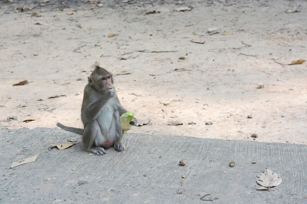 Voeding een apen — Stockfoto