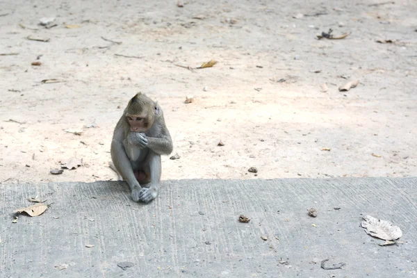 Nourrir un singe — Photo