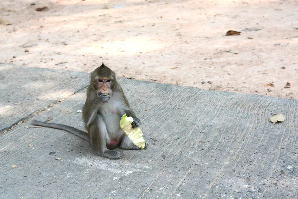 Alimentar a un mono — Foto de Stock