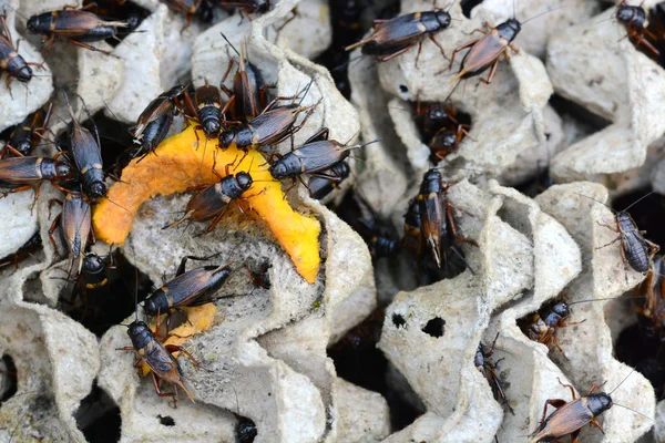 Cricket comer abóbora — Fotografia de Stock