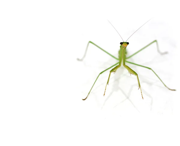 Groene azen mantis — Stockfoto