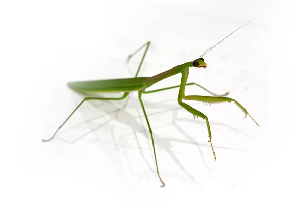 Groene azen mantis — Stockfoto